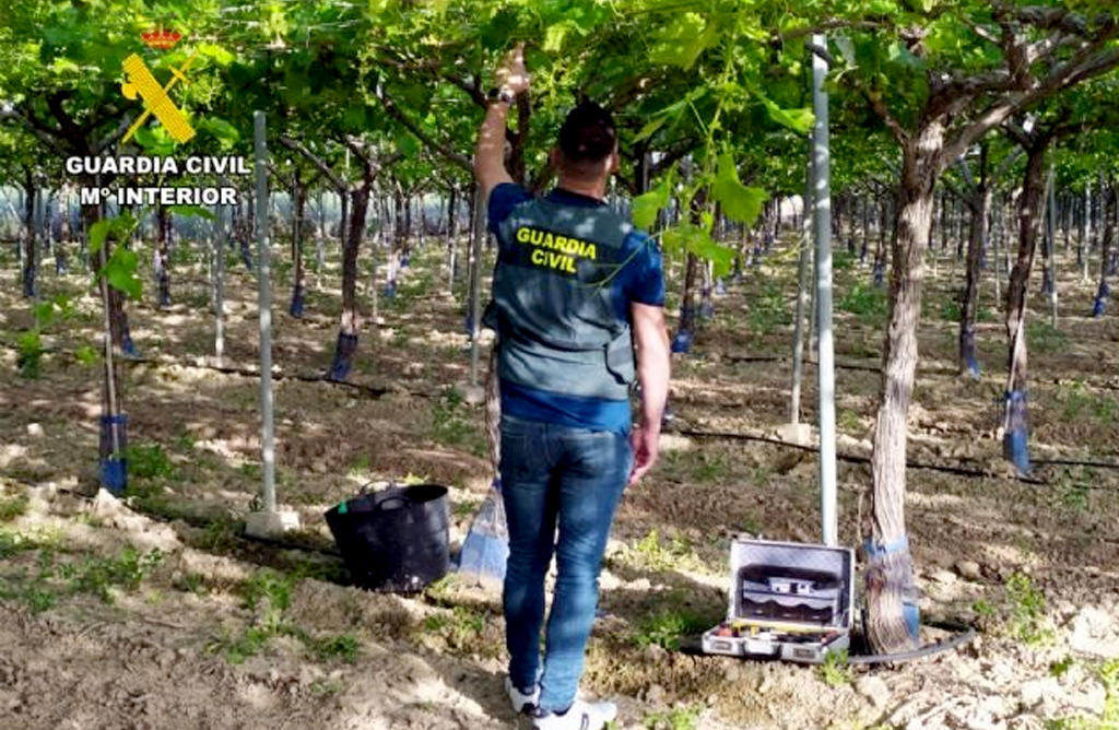 La Guardia Civil desmantela un grupo delictivo que sustra�a uva de mesa en Totana y Lorca
